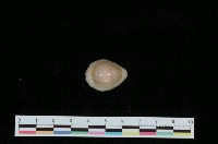 藏品(金環寶螺)的圖片